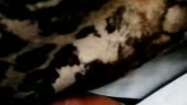 सर्वश्रेष्ठ पोर्न कोई पंजीकरण  व्हाइट चिक टेरा कॉक्स को सेक्सी फिल्म फुल सेक्सी फिल्म क्रीमपाइ पसंद है